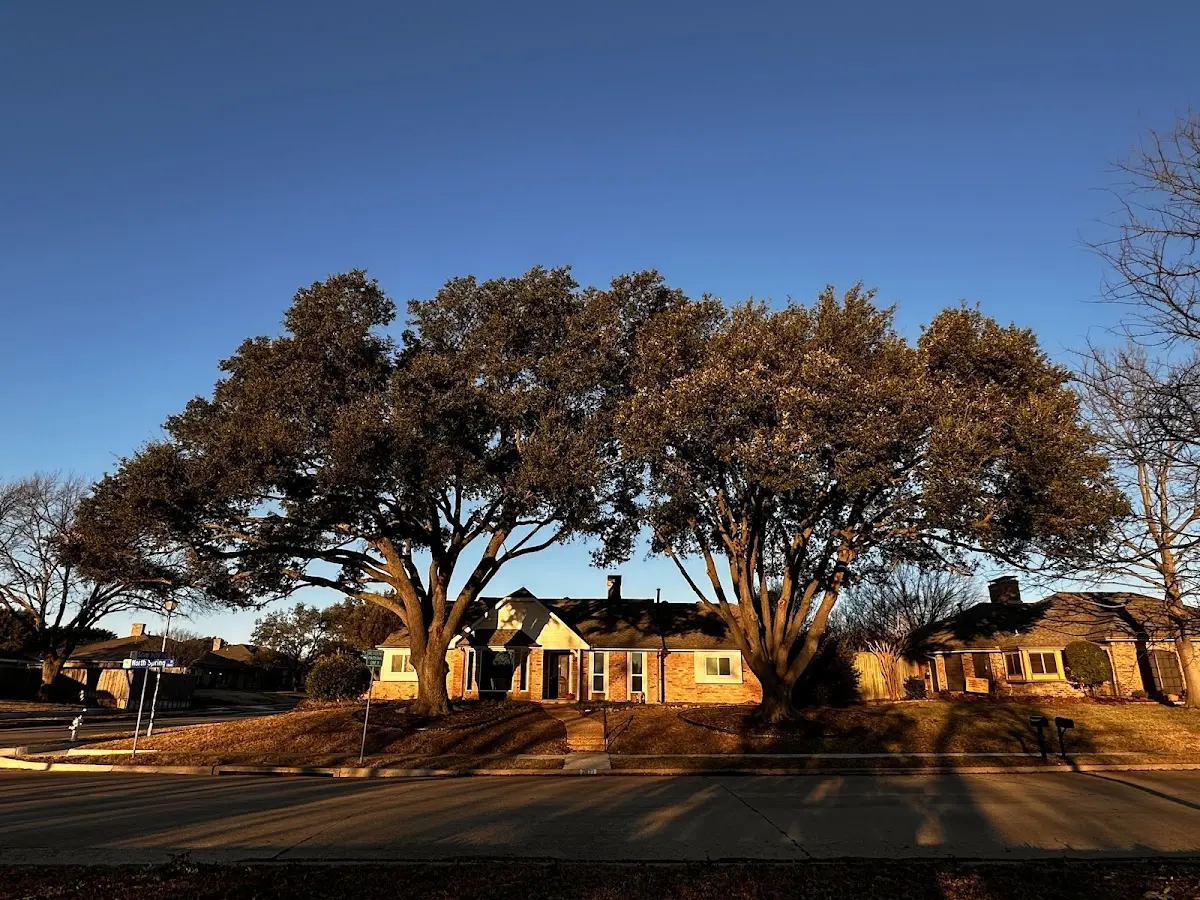 Established residential canopy tree shading a home in Otho